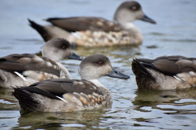 FALkLAnds FACts - Birdwatch