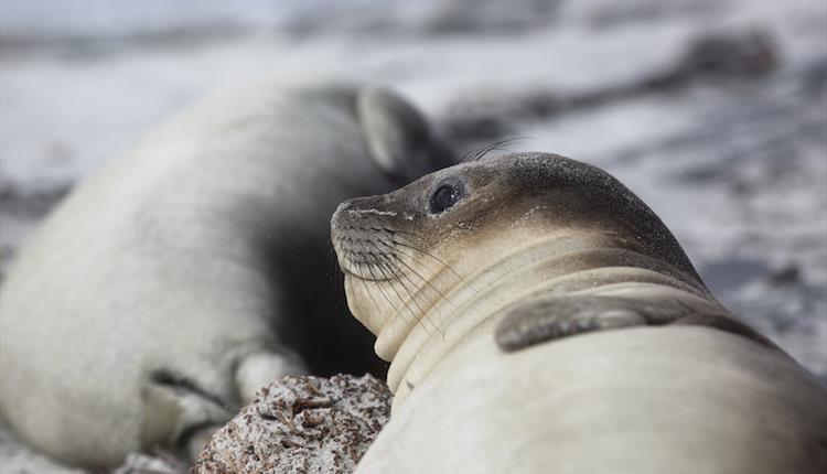 Sea Lion Island - Things to Do in the Falkland Islands